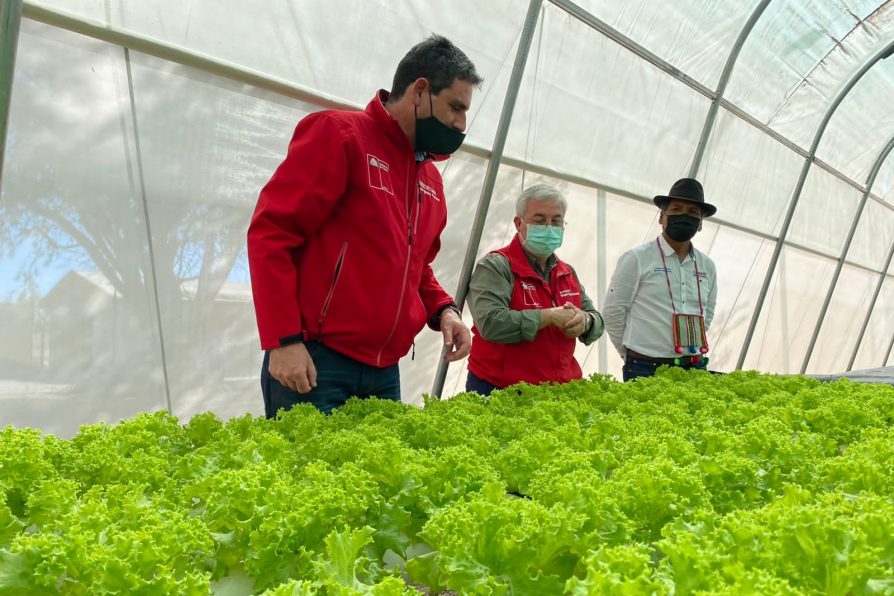 Invernaderos de última generación en Pozo Almonte